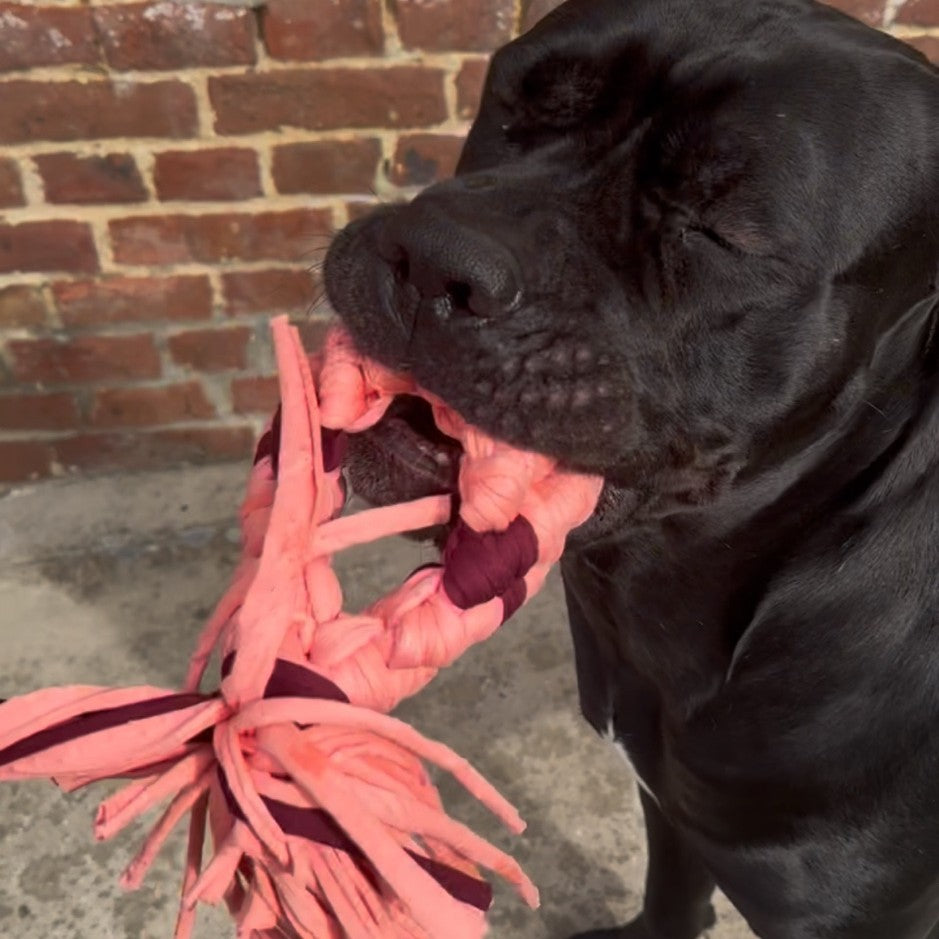 Dog'Fish XL