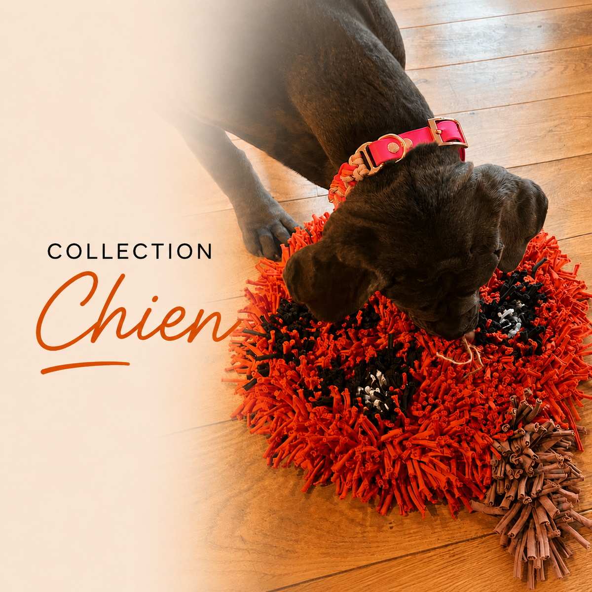 Collection Chien