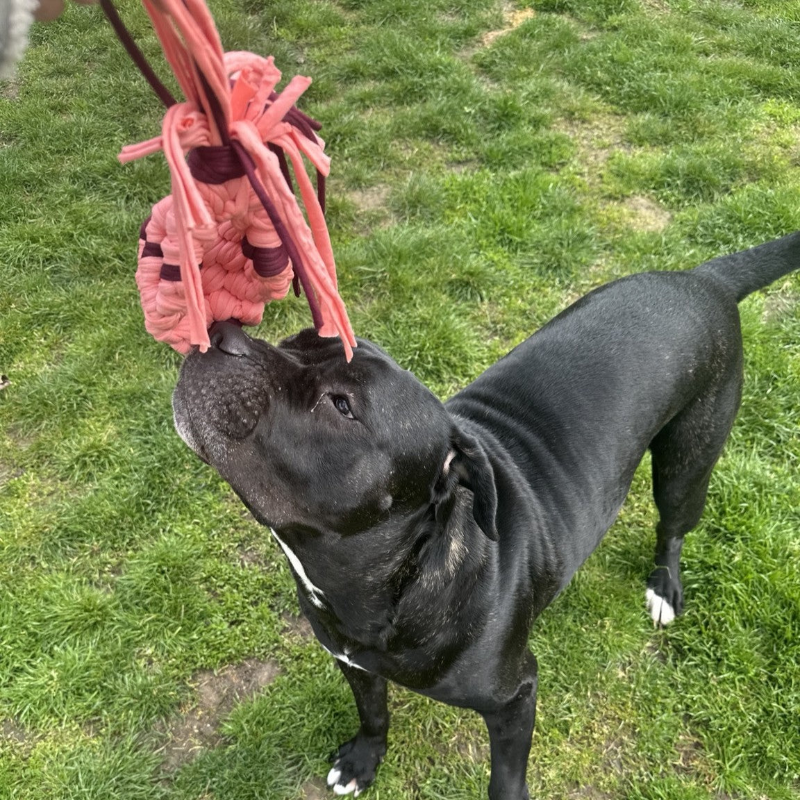 Dog'Fish XL