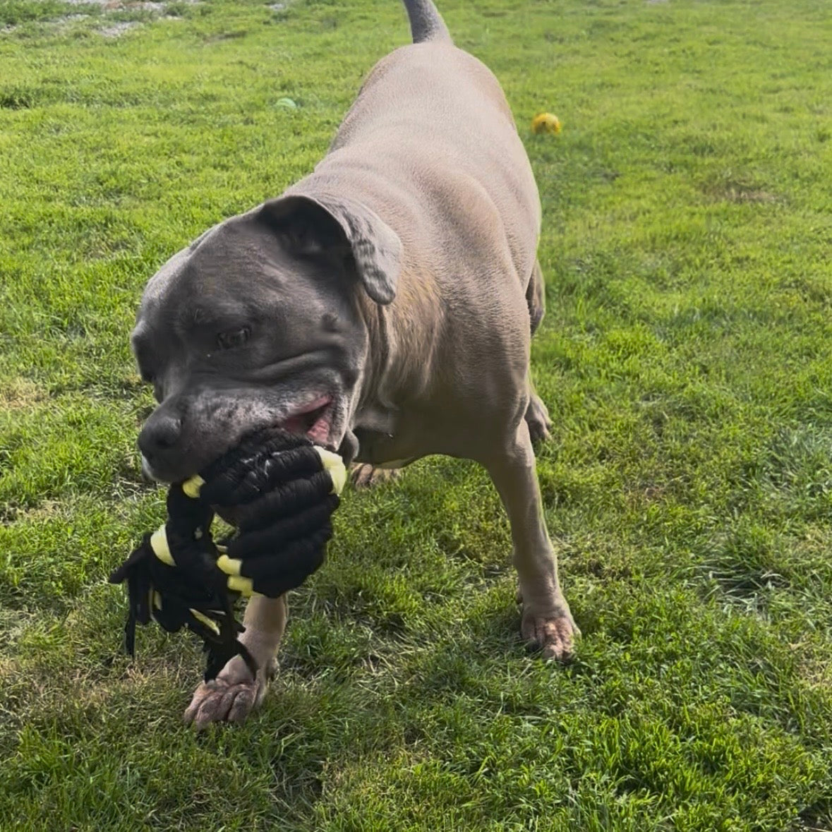 Dog'Fish L