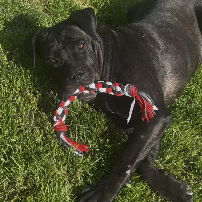 Dog'Thug M